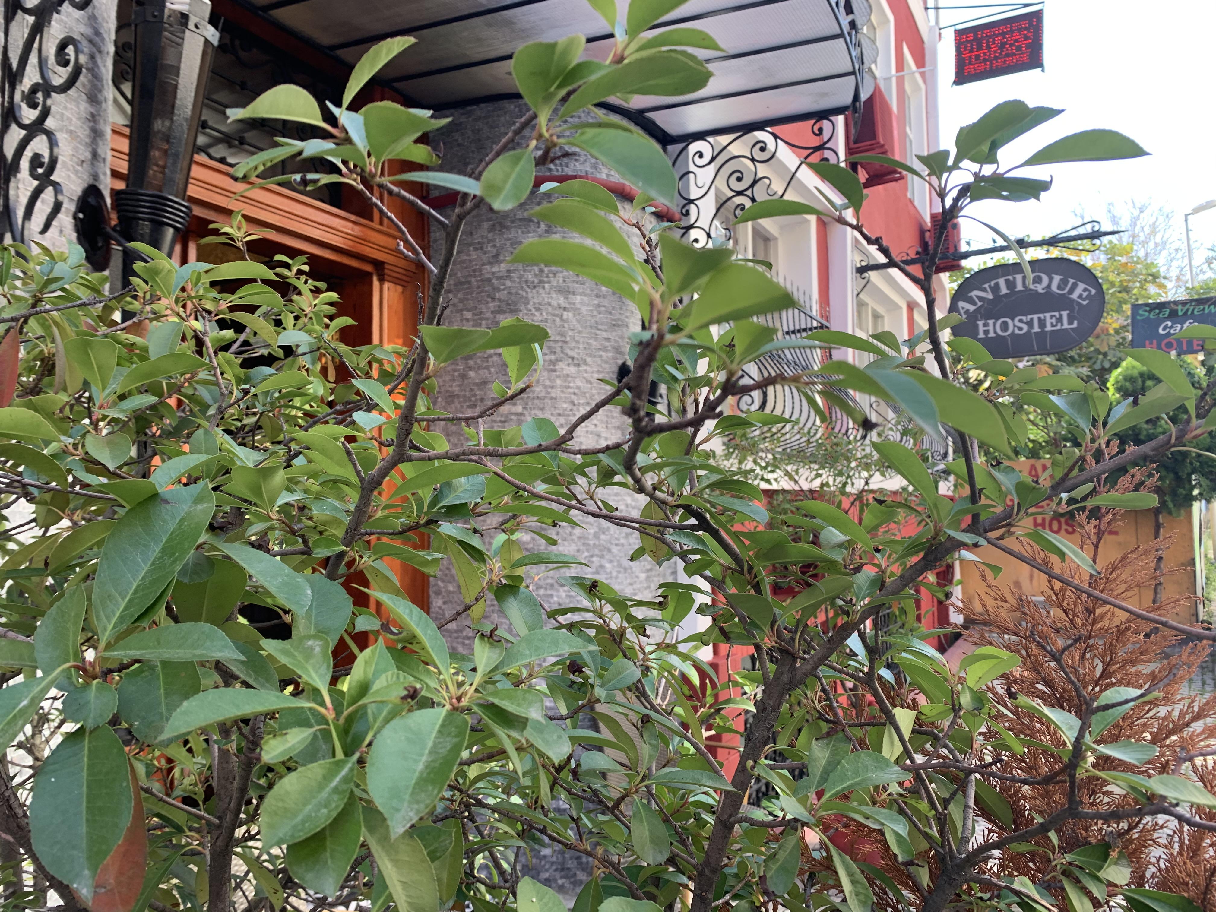 איסטמבול Antique Hostel מראה חיצוני תמונה